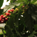 kávové plantáže